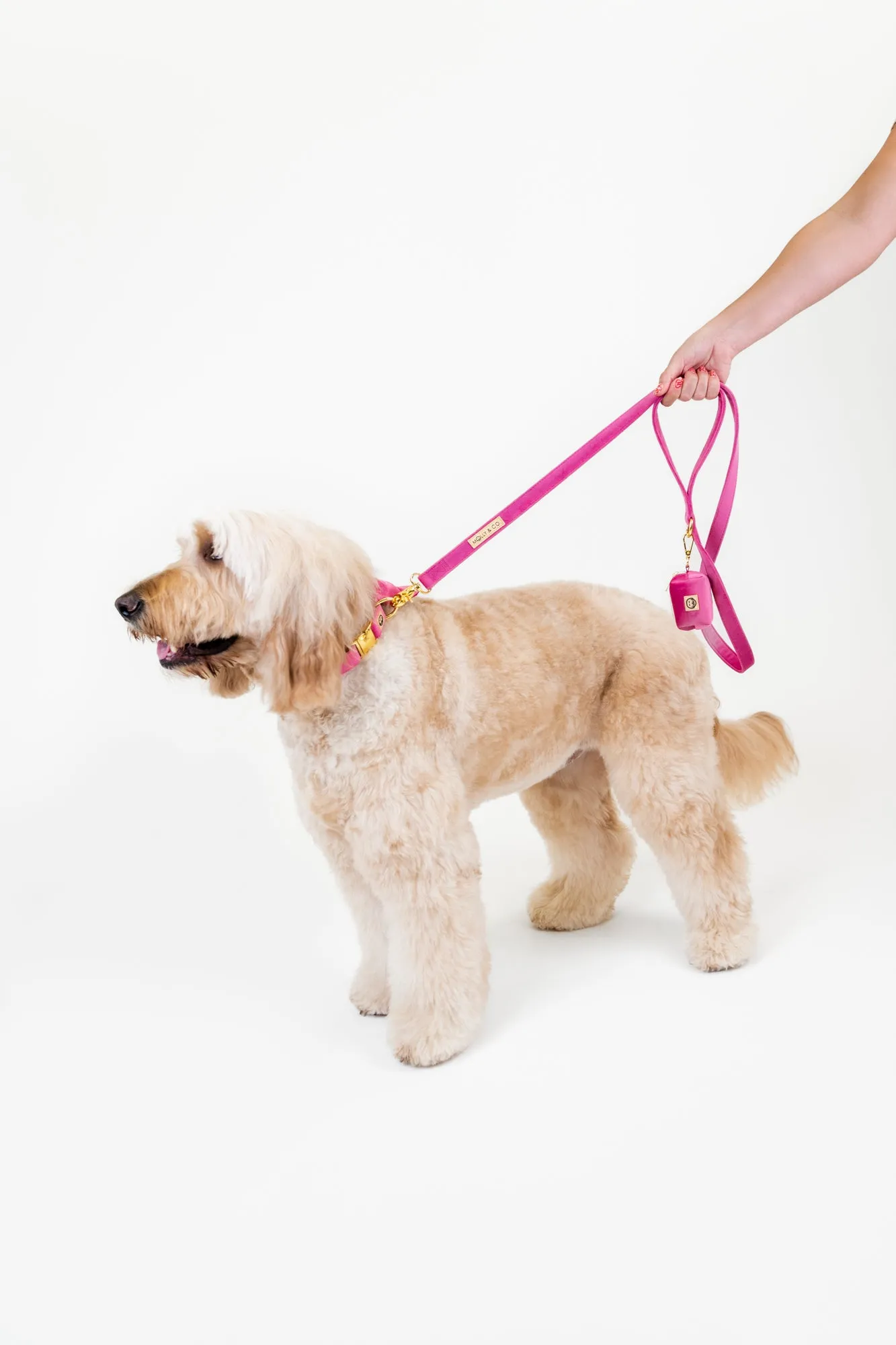 Rose Velvet - Dog Collar