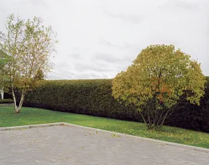 Untitled (backyard)