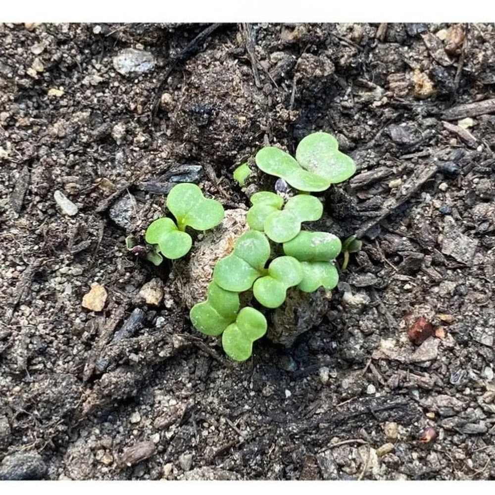 Urban Greens Seed Balls